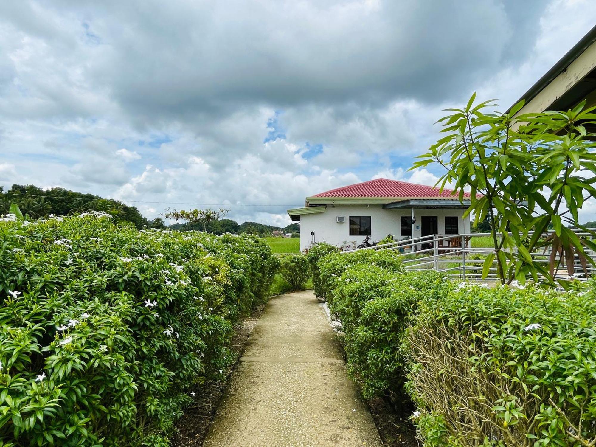 Jazz Ferme Inn Batuan Bohol エクステリア 写真